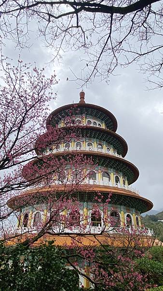 [一個人輕旅行]年後天元宮賞櫻？搭公車的賞櫻之旅推薦過年走春才是最佳時機，但現在還有桂花含笑花木蓮花哦~