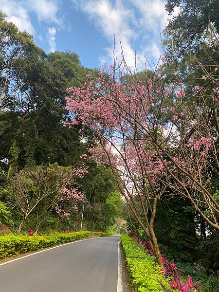 淡水滬尾櫻花大道