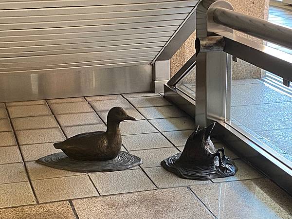 小水鴨在佈滿油漬的地面喝水│淡水線捷運裝置藝術│關渡站《動物狂歡節》