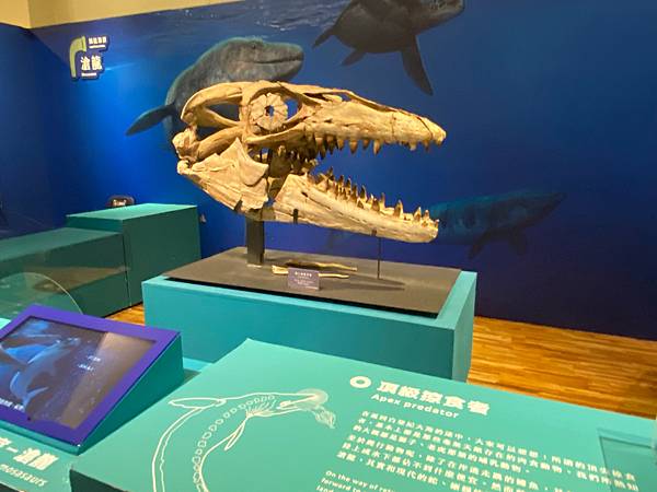 來個恐龍頭部特寫│水怪-水棲爬行動物化石展