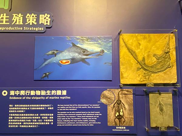 這裡討論的是魚龍胎生的證明│水怪-水棲爬行動物化石展│台北博物館推薦