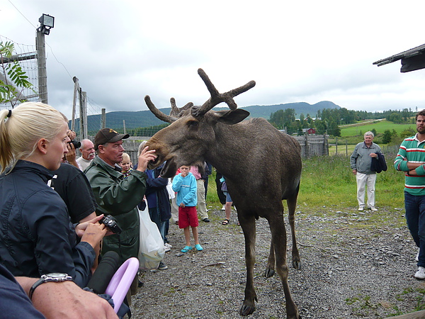 大麋鹿引起眾人圍觀