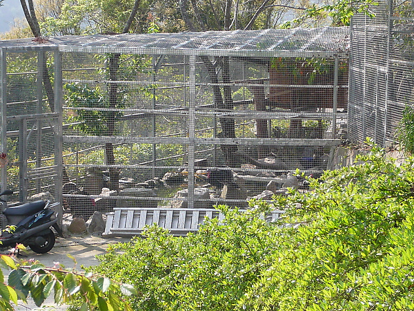 還有火雞  真的跟世紀帝國裡面一樣的叫聲  哈哈哈