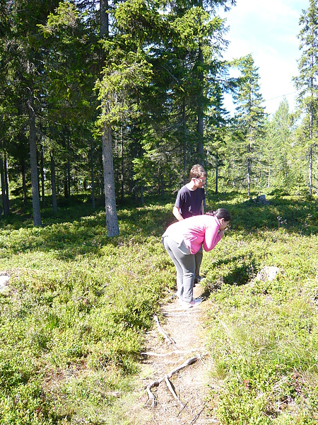 這裡也有很多莓  遍地是莓  比台灣的碩士還遍地