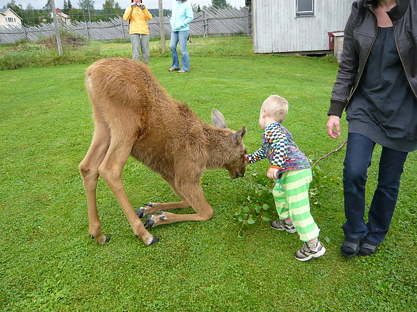 羊跪乳  鹿兒跪草  XD