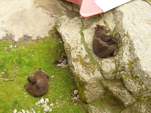 小熊寶寶睡著  好可愛