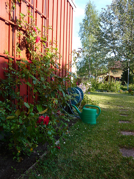 Gunnar家前院子裡的玫瑰