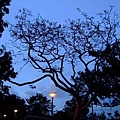 14. 夜晚的樹.JPG