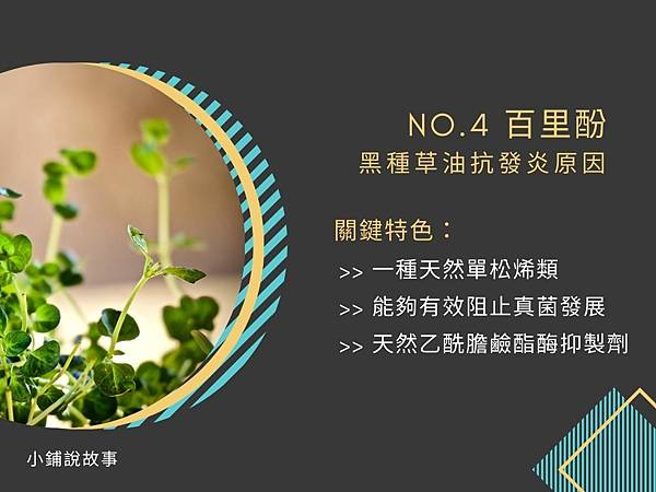 百里酚黑種草油抗發炎原因 No.4.jpg