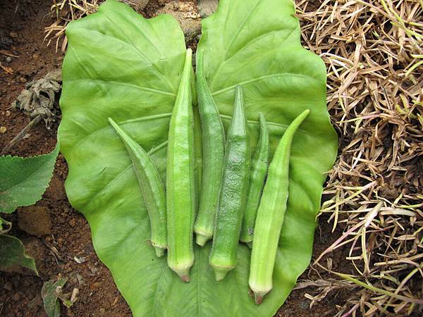 2013-06-04 112435.jpg