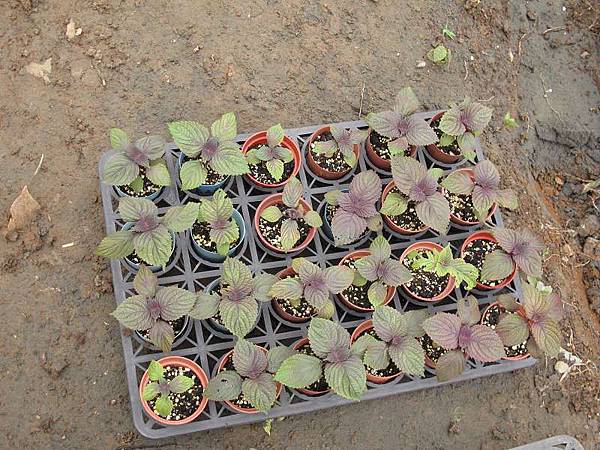 2013-06-04 152237.jpg