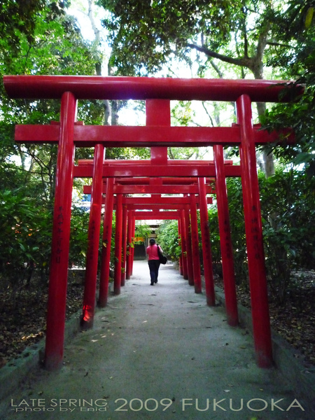 稻荷神社的鳥居們