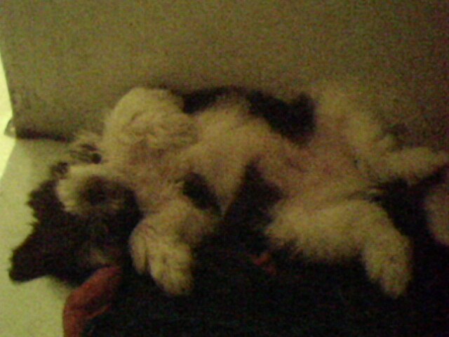 IMG0251A IMG0251A