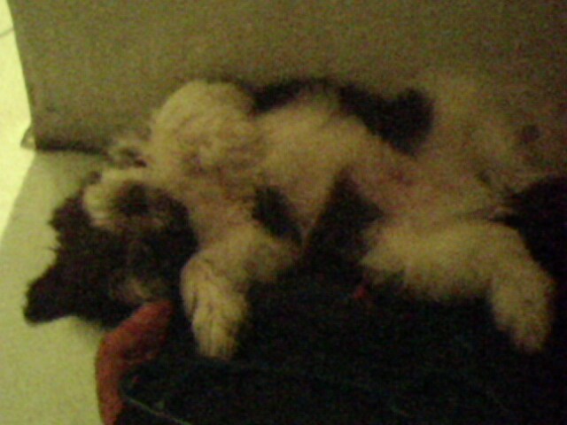 IMG0254A IMG0254A