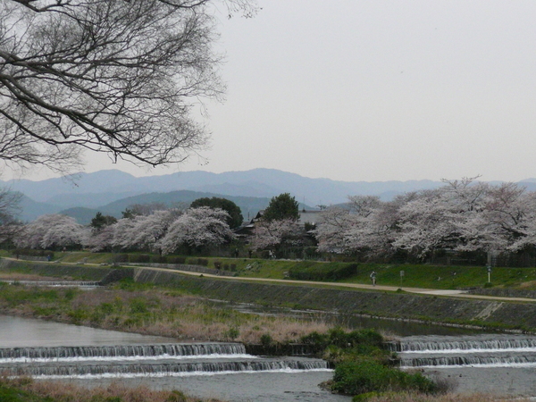 賀茂川