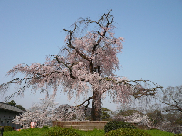 圓山公園