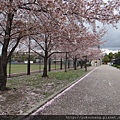 岡崎公園也是櫻吹雪