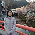 泡湯前，先來看看城崎溫泉的街道與櫻花