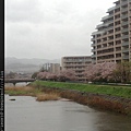 搭車前往京都途中，河川旁也開滿櫻花