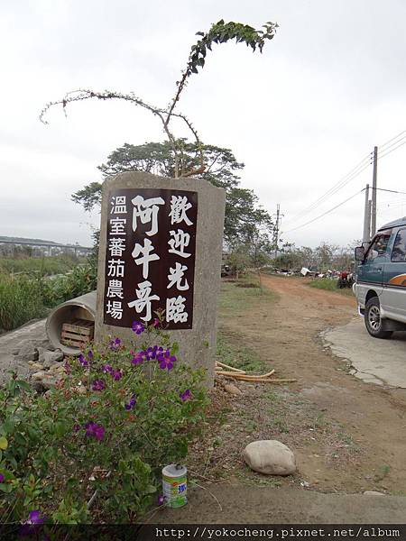 走錯路意外發現的驚喜，阿牛哥溫室蕃茄