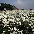 杭菊花田