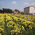 杭菊花田