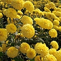黃色杭菊
