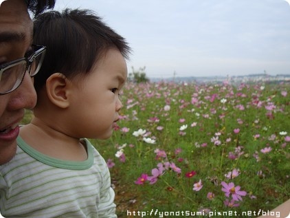 看花很認真