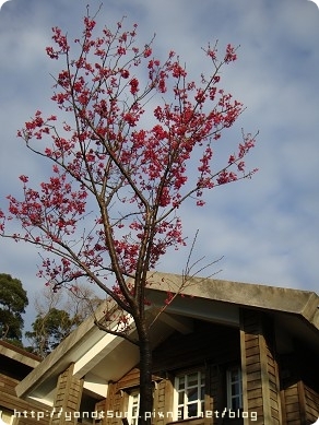 這裡是免費入園