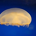 DSC01747.jpg