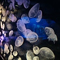 DSC01752.jpg