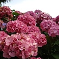 DSC02189.jpg