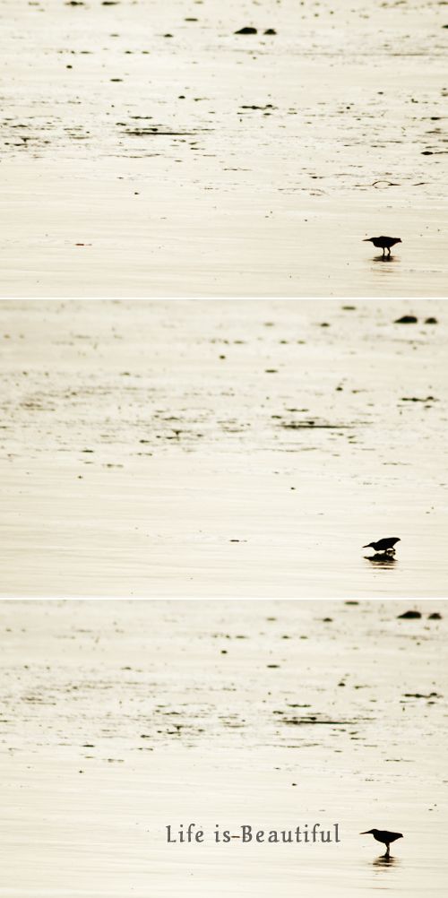 bird.jpg bird.jpg