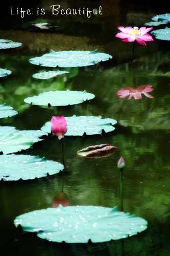 IMG_6813a.jpg IMG_6813a.jpg