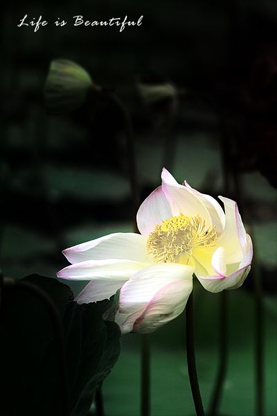 IMG_0493a.jpg IMG_0493a.jpg