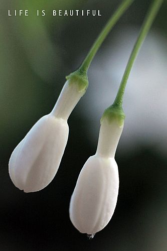 IMG_8475a.jpg IMG_8475a.jpg