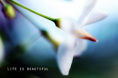 IMG_8484a.jpg IMG_8484a.jpg