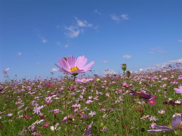 一朵花當主角