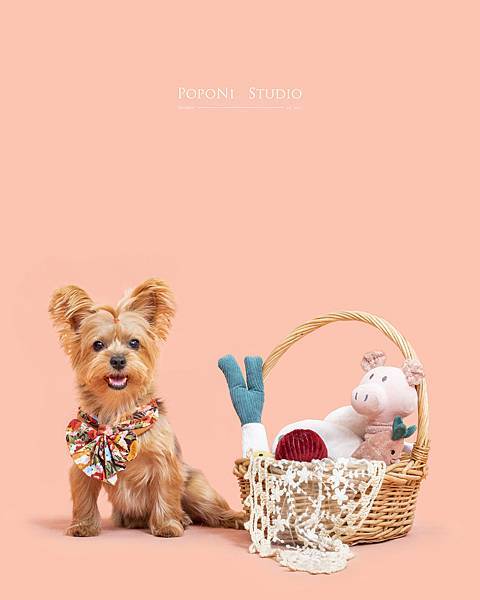 麻糬糬與POPONI STUDIO的寵物攝影