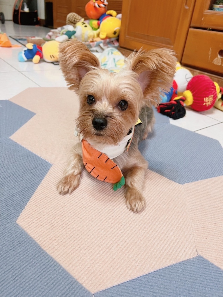 麻糬糬與紐促康-寵物防護地墊