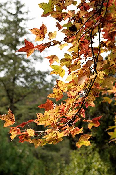 武陵紅葉61.jpg