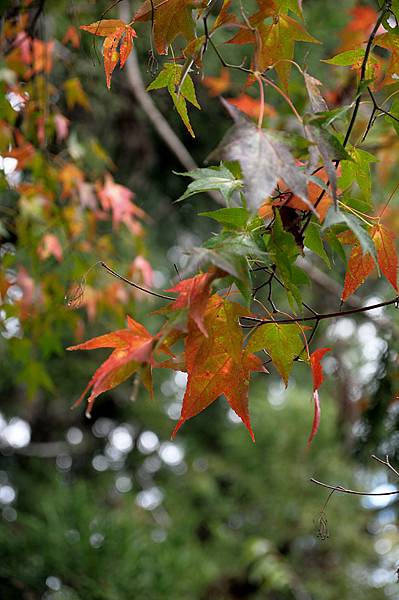 武陵紅葉22.jpg