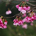 明池櫻花04.jpg