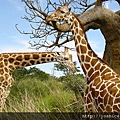 00821_giraffegathering_2560x1600.jpg