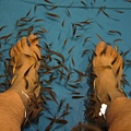 Doctor Fish