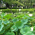 東寺-瓢簞池裡的荷花