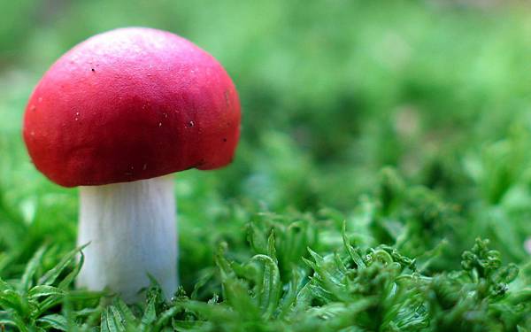 00699_redcap_2560x1600