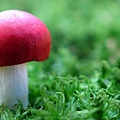 00699_redcap_2560x1600