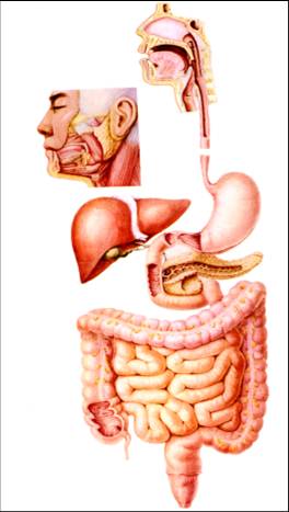 01_消化系統.jpg
