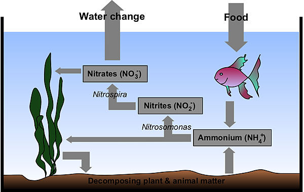 Aquarium_Nitrogen_Cycle Aquarium_Nitrogen_Cycle
